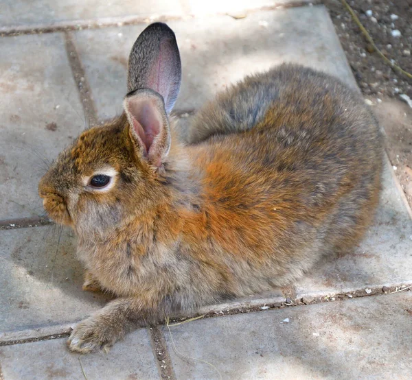 Rabbit Farm Spring Day — Stock Photo, Image