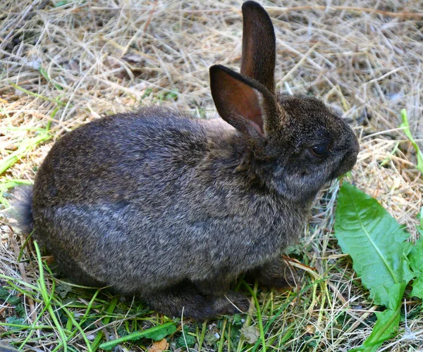 春の日に農場でウサギ — ストック写真