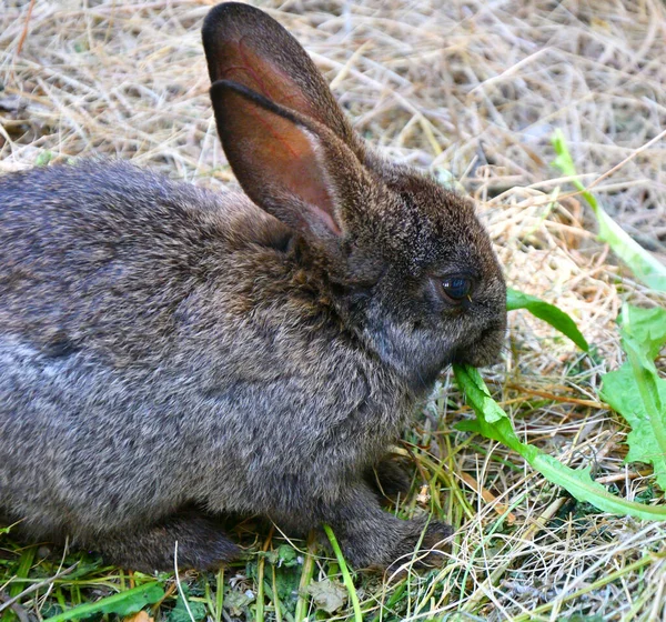 春天的一天 农场里的兔子 — 图库照片