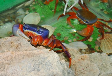 Rainbow crab (Latin. Cardisoma armatum) in the aquarium clipart