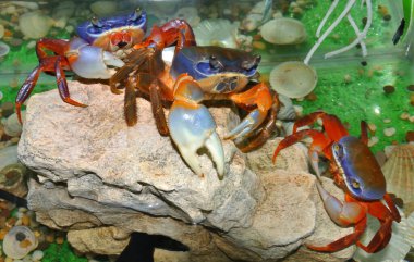 Rainbow crab (Latin. Cardisoma armatum) in the aquarium clipart