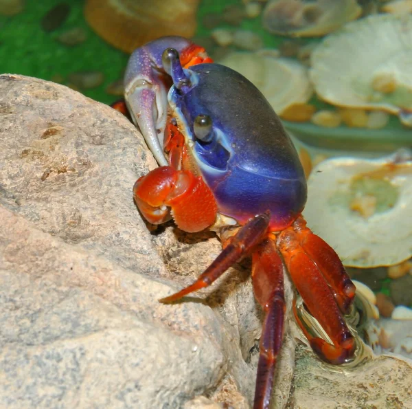 Rainbow crab (Latin. Cardisoma armatum) in the aquarium