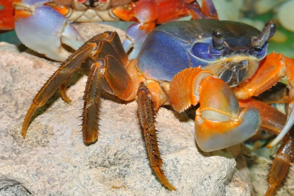 Rainbow crab (Latin. Cardisoma armatum) in the aquarium