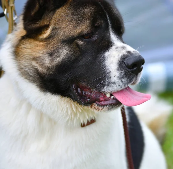 Chien Races Akita Américaine Sur Une Promenade Jour Été — Photo