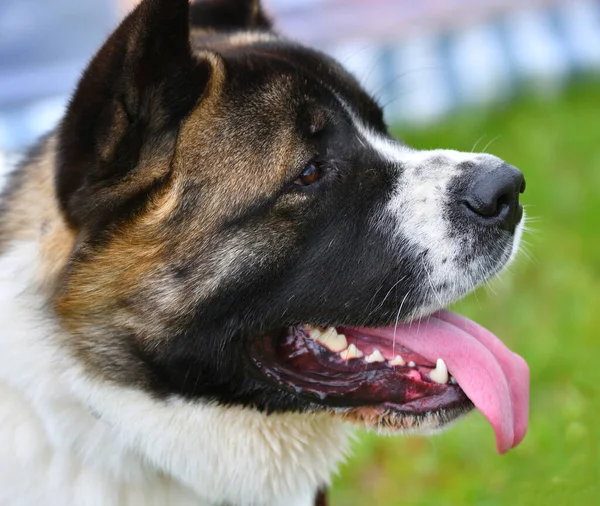 Hund Raser American Akita Promenad Sommardag — Stockfoto