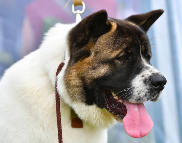 Hunderassen Amerikanischer Akita Bei Einem Spaziergang Einem Sommertag — Stockfoto