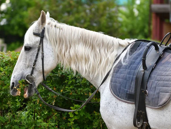 Cheval Ferme Par Une Chaude Journée Été — Photo