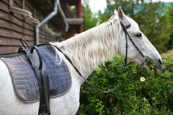 Cheval Ferme Par Une Chaude Journée Été — Photo