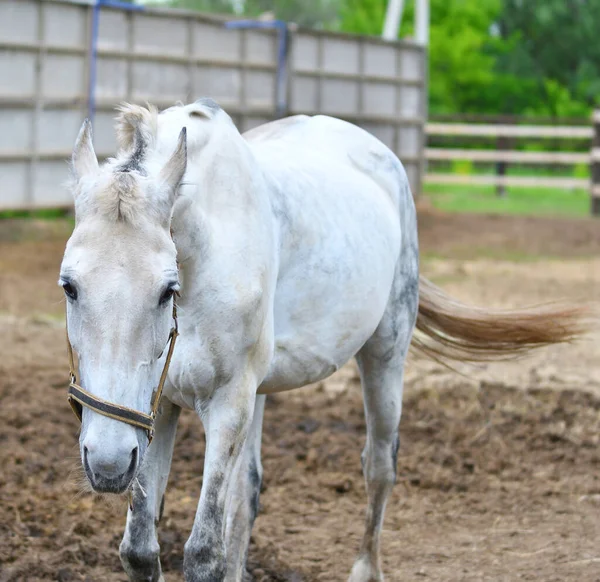 Cheval Ferme Par Une Chaude Journée Été — Photo