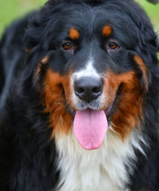 Bernese dağ köpeği ya da Bernese Shepherd bir yaz günü yürüyüşe çıkar.