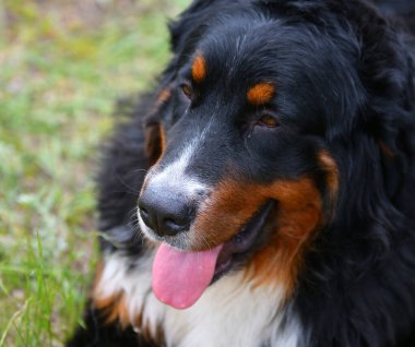 Bernese dağ köpeği ya da Bernese Shepherd bir yaz günü yürüyüşe çıkar.