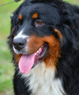 Bernese dağ köpeği ya da Bernese Shepherd bir yaz günü yürüyüşe çıkar.