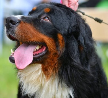 Bernese dağ köpeği ya da Bernese Shepherd bir yaz günü yürüyüşe çıkar.