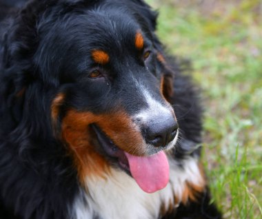 Bernese dağ köpeği ya da Bernese Shepherd bir yaz günü yürüyüşe çıkar.