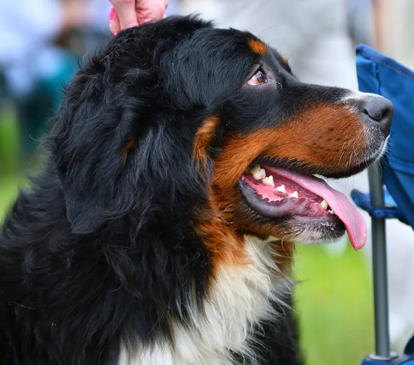 Cane Montagna Bernese Pastore Bernese Passeggiata Una Giornata Estiva — Foto Stock