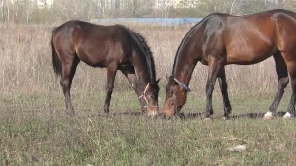 Paarden Boerderij Het Vroege Voorjaar — Stockvideo