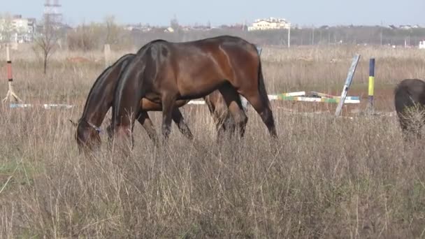 Koně Farmě Začátkem Jara — Stock video