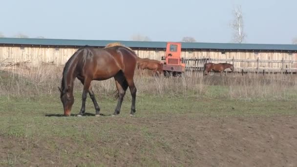 Konie Farmie Wczesną Wiosną — Wideo stockowe