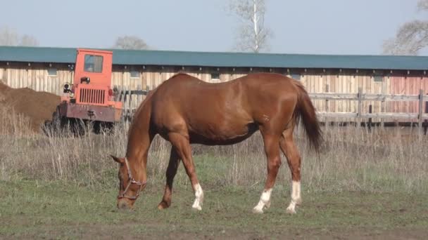 Paarden Boerderij Het Vroege Voorjaar — Stockvideo