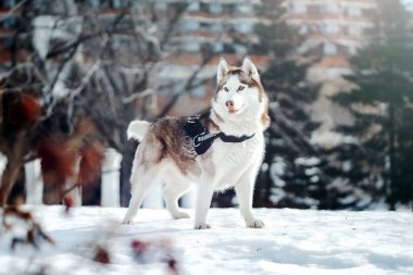 Güneşli bir kış gününde yürüyüş yapan güzel Sibirya Husky köpeğinin portresi. İnsan ve hayvan saf aşk. En iyi arkadaş.