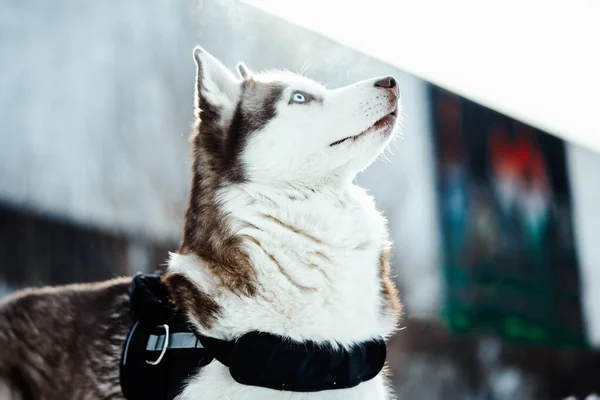 Portrét modrookého krásného sibiřského huskyho psa na procházce. Lidská a zvířecí čistá láska. Nejlepší přítel. — Stock fotografie