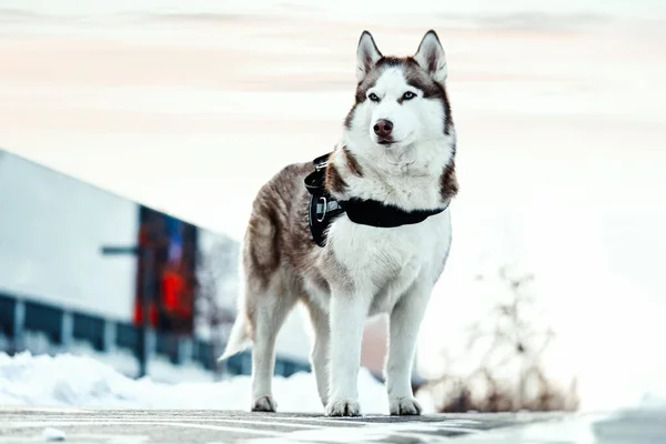 Retrato del hermoso perro Husky siberiano en un paseo en el soleado día de invierno. Amor puro humano y animal. Mejor amigo . —  Fotos de Stock