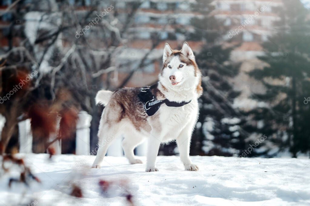 Portrait of beautiful Siberian Husky dog on a walk on sunny winter day. Human and animal pure Love. Best friend.