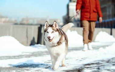 İnsan ve Sibirya Husky köpeği güneşli kış gününde modern parkta yürüyüşe çıktılar. İnsan ve hayvan saf aşk. En iyi arkadaş.