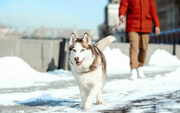 Άνθρωπος και Σιβηρίας Husky σκυλί σε μια βόλτα στο σύγχρονο πάρκο την ηλιόλουστη μέρα του χειμώνα. Ανθρώπινη και ζωώδη αγνή αγάπη. Καλύτερος φίλος. — Φωτογραφία Αρχείου