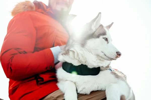 Man hugging Siberian Husky dog on a walk in modern park on sunny winter day. Human and animal pure Love. Best friend.