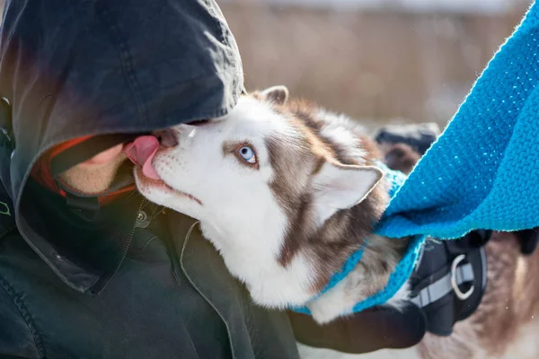귀여운 시베리안 허스키 개가 그녀의 친구를 핥고 있습니다. 동물의 웰빙, 동물 과 인간의 우정 과 사랑의 개념. — 스톡 사진