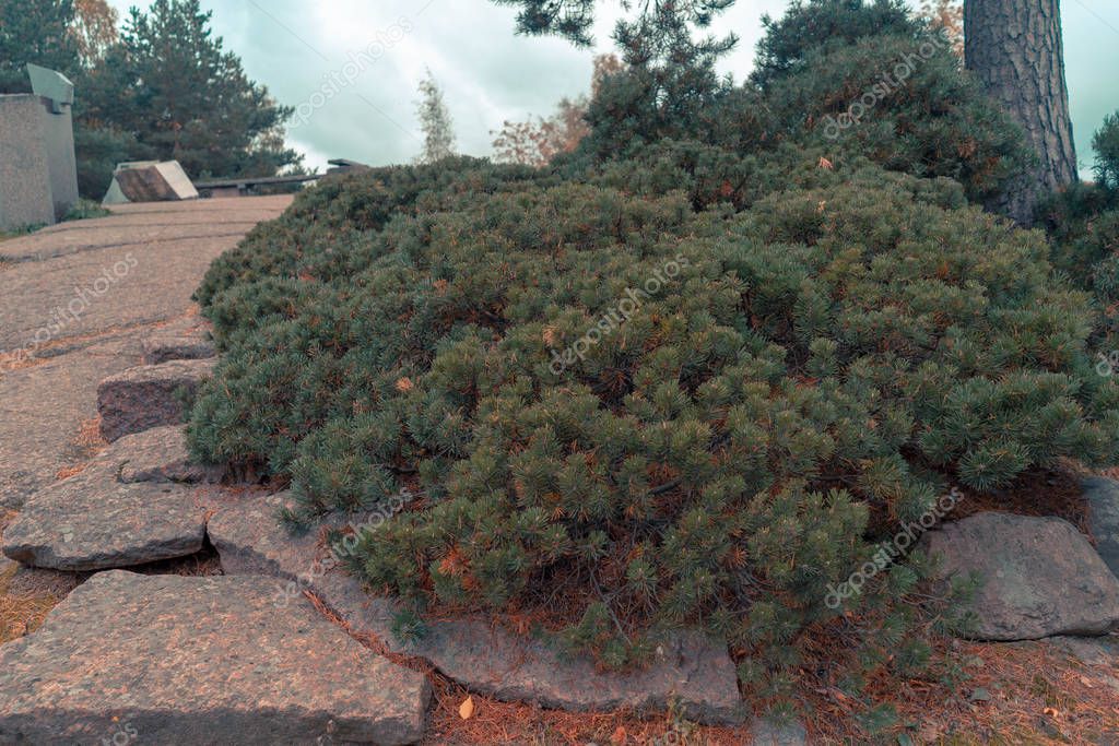 Akaberka