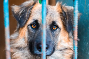 Güzel Köpek, İnsan Evlat Edindirme Merkezi 'nden bakıyor. Köpek Epidemia döneminde barınakta terk edildi ve ailesini bekliyor.