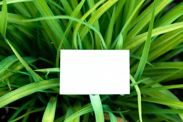 White Blank Business Card With Empty Space on Flower Background. Corporate Banding For Stationery. Copy Space