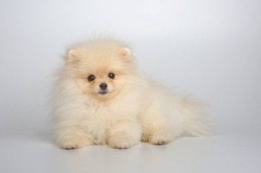 Alman spitz köpek yavrusu portresi