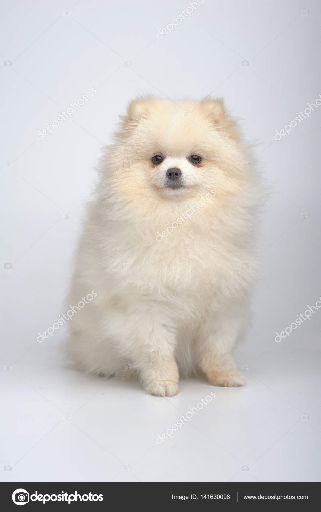 Portrait de chiot spitz allemand — Photographie toloubaev ...