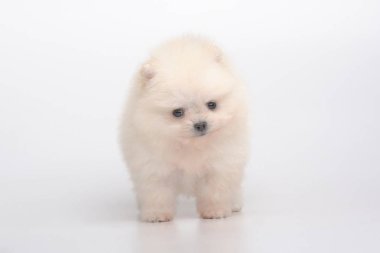Gri spitz köpeklerine portresi