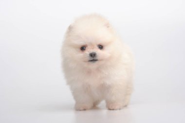 Gri spitz köpeklerine portresi
