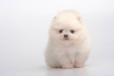 Gri spitz köpeklerine portresi
