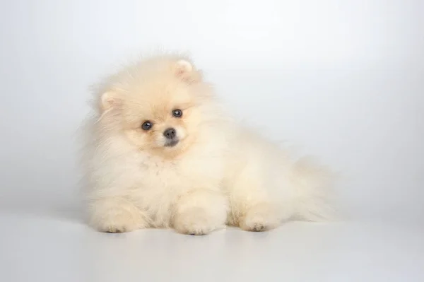 Portret van Duitse spitz pup — Stockfoto