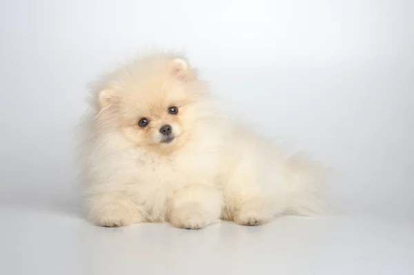 Retrato de cachorro spitz alemán —  Fotos de Stock