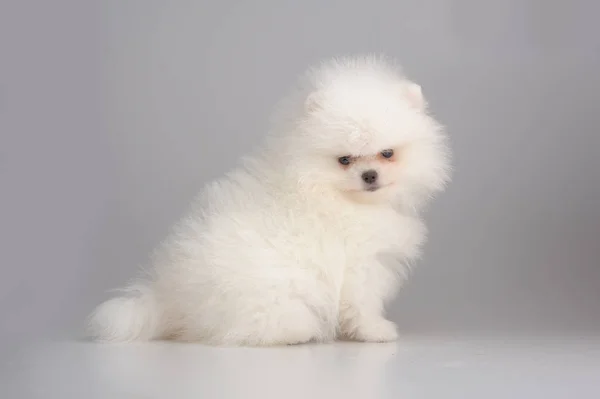 Portrait of spitz puppy on gray — Stock Photo, Image