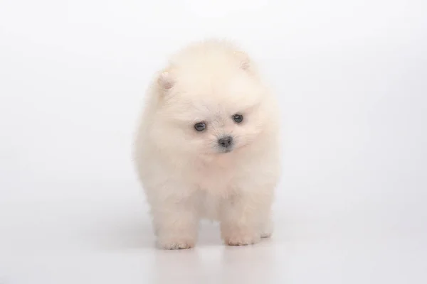 Retrato de cachorro spitz sobre gris —  Fotos de Stock