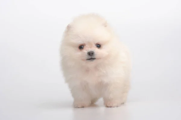 Portrait of spitz puppy on gray — Stock Photo, Image