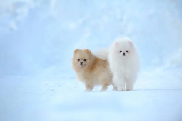 Portrét dvojice věrní psíci na sněhu Stock Fotografie