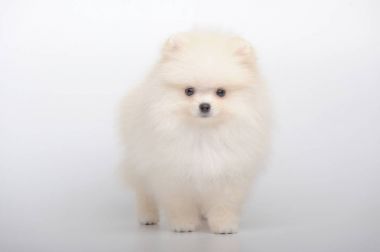 Krem ayakta Alman spitz köpek yavrusu portresi