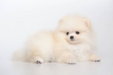 Alman spitz köpek yavrusu döşeme krem portresi