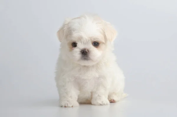 Portret maltańskie puppy — Zdjęcie stockowe
