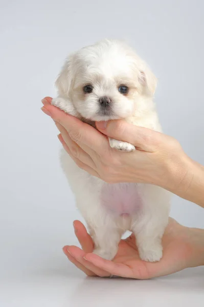 Retrato de cachorro maltesse —  Fotos de Stock