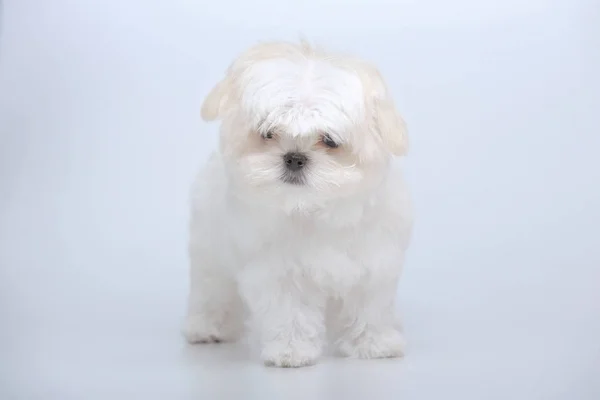 Ritratto di cucciolo maltese — Foto Stock